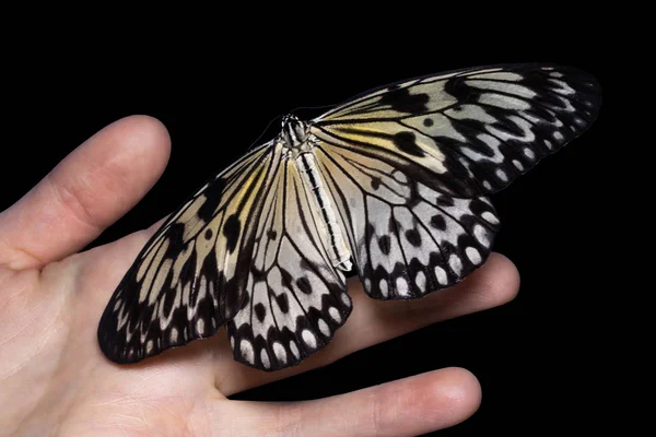 Mariposa en la palma sobre fondo oscuro — Foto de Stock