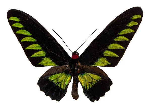色の蝶、クリッピング パスと白い背景で隔離 ストック写真