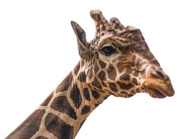  kırpma yolu ile beyaz arka plan üzerinde zürafa izole