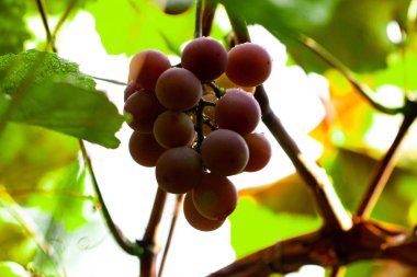 Kırmızı üzüm üzüm Su damlacıkları ile üst daldan, asılı