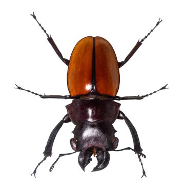 Lucanus cervus stag beetle beyaz izole