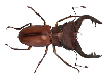 Lucanus cervus stag beetle beyaz izole