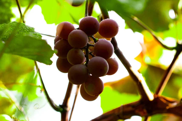 Röda druvor hängande från grenen, druvor med vattendroppar — Stockfoto