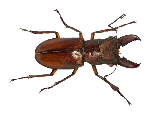 Lucanus cervus stag beetle isolated on white — Stock Photo, Image