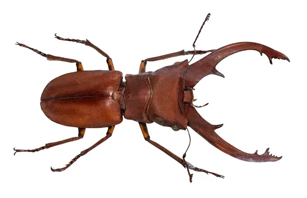 Escarabajo de ciervo Lucanus cervus aislado en blanco — Foto de Stock