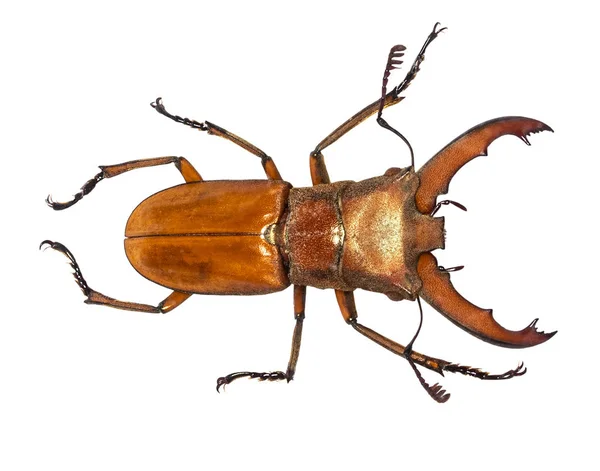 Escarabajo de ciervo Lucanus cervus aislado en blanco — Foto de Stock