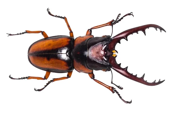 Scarabeo cervo Lucanus isolato su bianco — Foto Stock