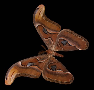 Attacus atlas. İpten kelebek, siyah bir arka plan 