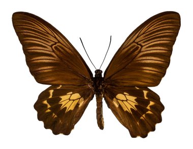 Troides oblongomaculatus. İpten kelebek, üzerinde beyaz bac izole