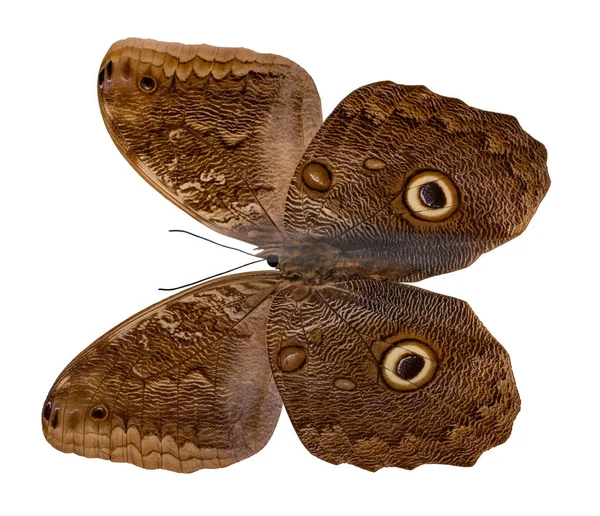 Caligo Memnon. Cor borboleta, isolado no fundo branco sagacidade — Fotografia de Stock