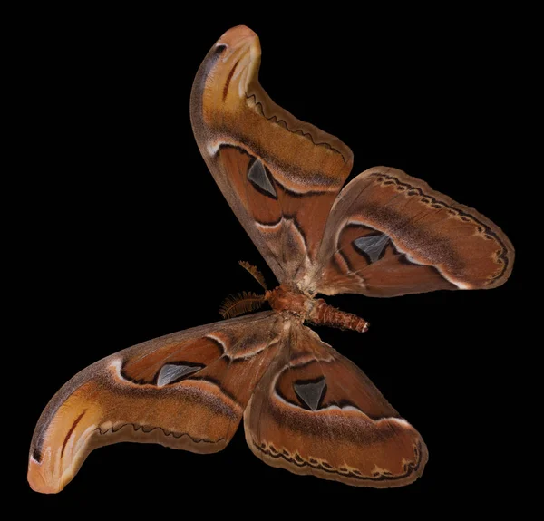 Attacus atlas. Cor borboleta, um fundo preto — Fotografia de Stock