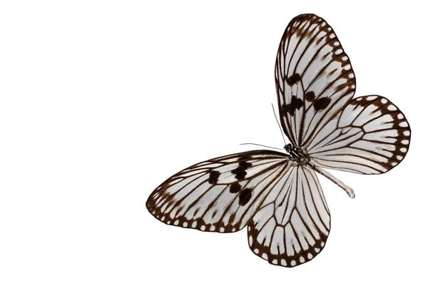 Mariposa Idea leuconoe aislado sobre fondo blanco — Foto de Stock