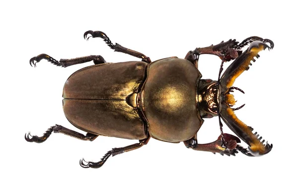 Lukan cervus stag beetle na białym tle — Zdjęcie stockowe