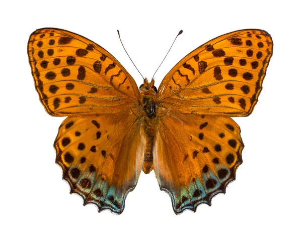 Fritillary lavado plata (paphia de Argynnis) / mariposa del color, iso — Foto de Stock