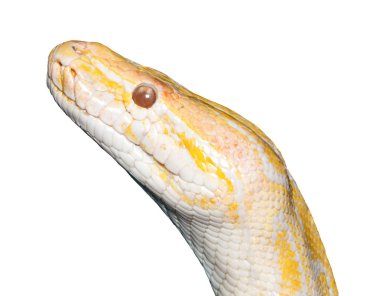 beyaz izole albino kaplan python (Python molurus)