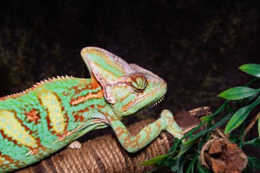 Bukalemun (bayağı calyptratus) siyah bir zemin üzerine