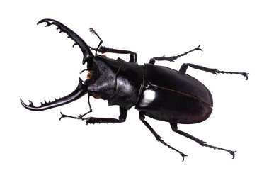 Lucanus cervus stag beetle beyaz izole