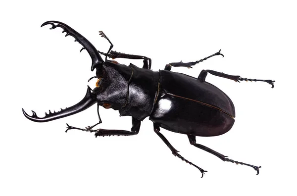 Lucanus cervus Hirschkäfer isoliert auf weiß — Stockfoto