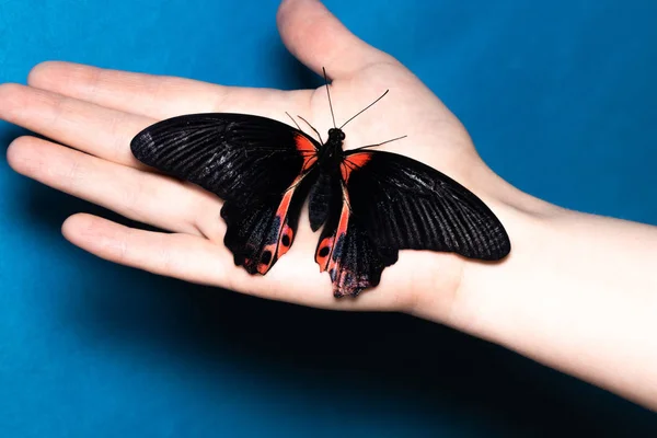 Cierre mariposa en la mano de la mujer. Belleza de la naturaleza — Foto de Stock