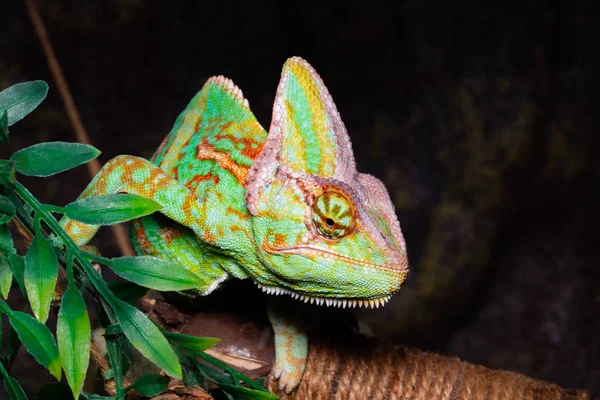Chameleon (Chamaeleo calyptratus) na černém pozadí — Stock fotografie