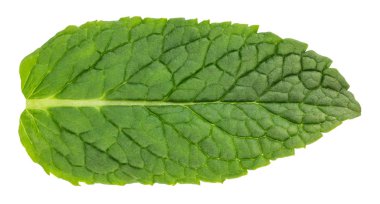 Beyaz arkaplanda izole edilmiş taze çiğ nane yaprakları