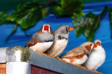 Güzel kuş, Zebra üzerinde tıraşlama Finch (Taeniopygia guttata) bir 