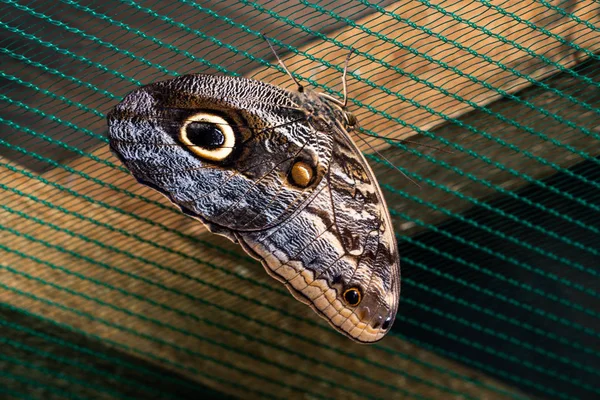 青いモルフォ蝶に腰掛け網。自然の美しさ — ストック写真
