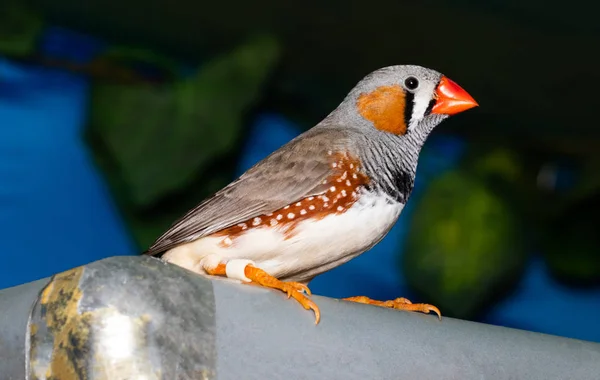 Pássaro bonito, Zebra Finch (Taeniopygia guttata) poleiro em um — Fotografia de Stock