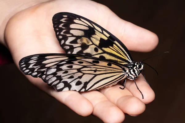 Cierre mariposa en la mano de la mujer. Belleza de la naturaleza — Foto de Stock