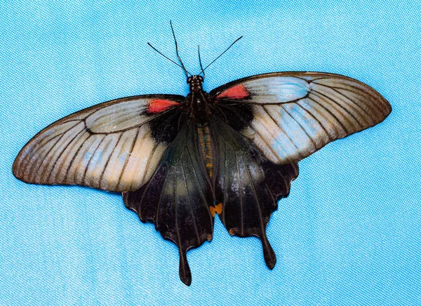 Колір метелик на синьому фоні, вид зверху. Вітрильник-Папілій Helenus — стокове фото