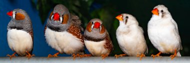 Güzel kuş, Zebra üzerinde tıraşlama Finch (Taeniopygia guttata) bir 