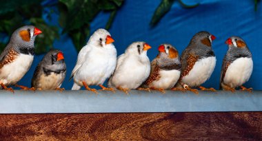 Güzel kuş, Zebra üzerinde tıraşlama Finch (Taeniopygia guttata) bir 