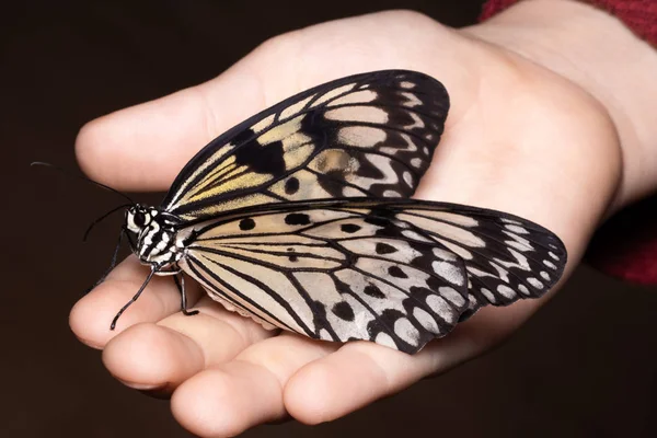 Cierre mariposa en la mano de la mujer. Belleza de la naturaleza — Foto de Stock