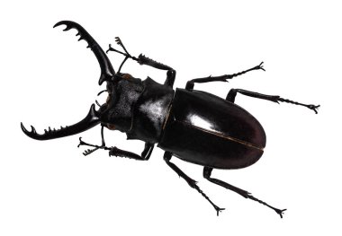 Lucanus cervus stag beetle beyaz izole
