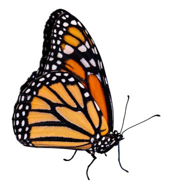 İpten kelebek, kırpma yolu ile beyaz arka plan üzerinde izole