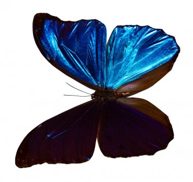 İpten kelebek, kırpma yolu ile beyaz arka plan üzerinde izole