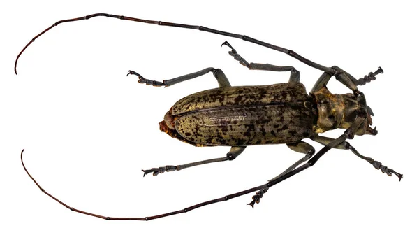 Scarabeo da massaggio lungo isolato su sfondo bianco, macro — Foto Stock