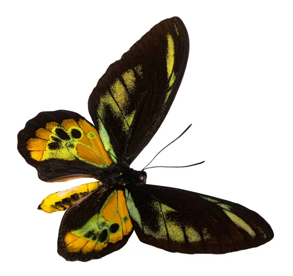 色の蝶、クリッピング パスと白い背景で隔離 — ストック写真
