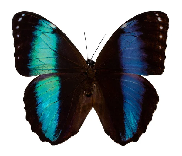颜色蝴蝶, 查出在白色背景与剪裁路径 — 图库照片