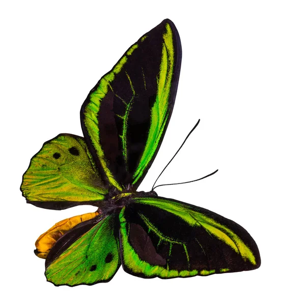 颜色蝴蝶, 查出在白色背景与剪裁路径 — 图库照片