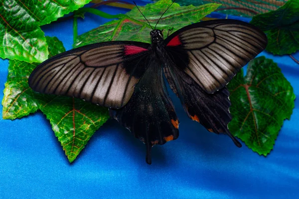 Wunderschöner tropischer Schmetterling auf grünen Blättern. Schönheit der Natur. — Stockfoto