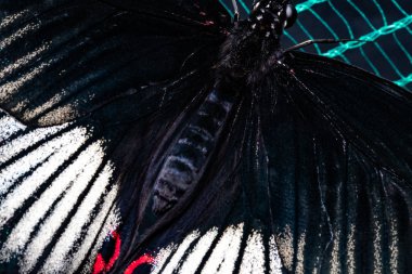 ağ üzerinde güzel tropikal kelebek. Doğanın güzelliği