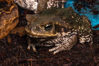 Cane Toad - Bufo marinus - also known as a giant neotropical or  clipart