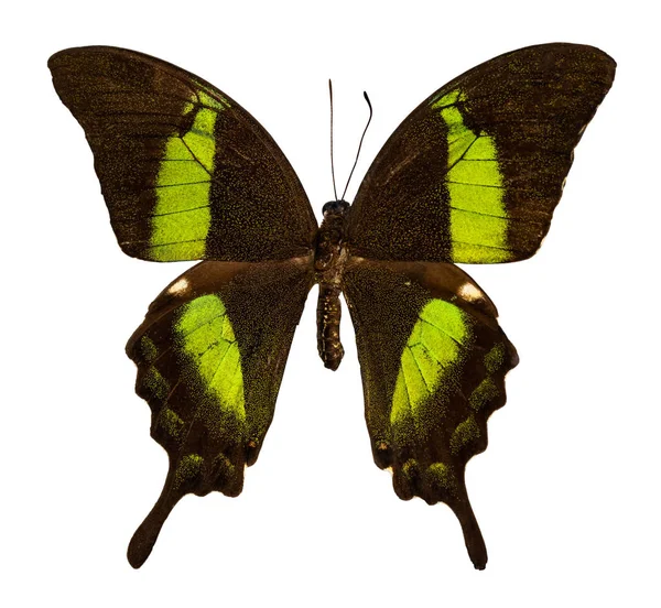 Farfalla di colore, isolata su sfondo bianco con percorso di ritaglio — Foto Stock