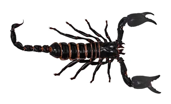 Черный Скорпион Изолирован Белом Фоне Pandinus Longimanus — стоковое фото