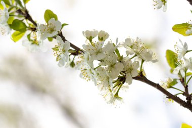 bir bahar çiçekli dal mavi gökyüzü arka planlar önünde