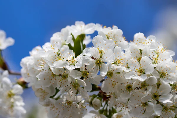 一个春天开花的分支对蓝天背景 — 图库照片