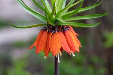 Turuncu çan çiçeği Crown Imperial (Fritillaria imperialis) ga