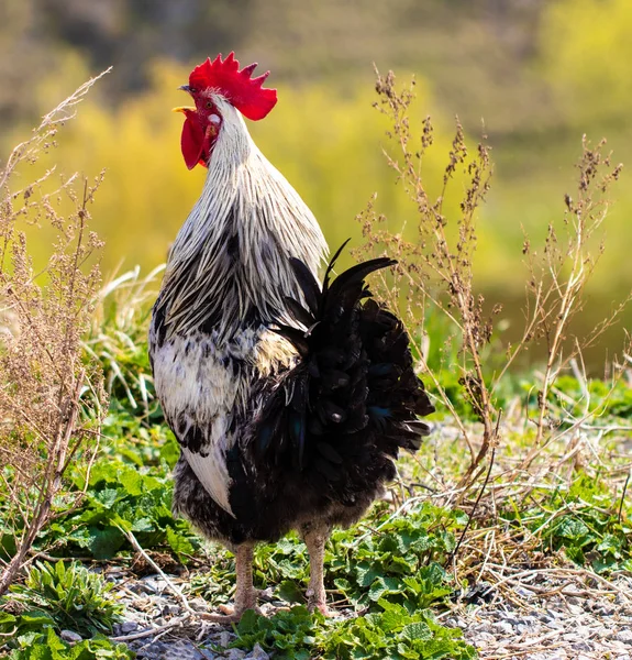 Schöner schwarz-weißer Hahn mit rotem Kamm, Geflügelhof, Bauernhof — Stockfoto