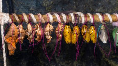 bir dal üzerinde farklı tropikal kelebekler pupa yakın